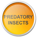 Predatory Insects