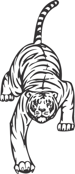 Tiger Cat Animal