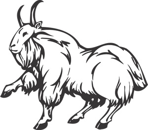 Mountain Goat Animal