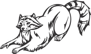 Raccoon Animal