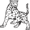 Leopard Cheetah Cat Animal