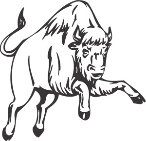 Buffalo Bison Animal