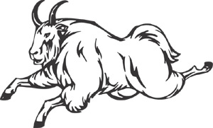 Mountain Goat Animal